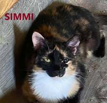 SIMMI, Katze, Europäisch Kurzhaar in Bosnien und Herzegowina - Bild 1
