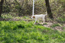 DUKE, Hund, Mischlingshund in Kroatien - Bild 2