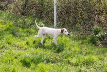 DUKE, Hund, Mischlingshund in Kroatien - Bild 3