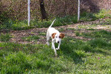 DUKE, Hund, Mischlingshund in Kroatien - Bild 4