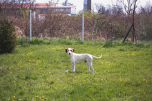 DUKE, Hund, Mischlingshund in Kroatien - Bild 5