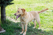 MELF, Hund, Labrador-Mix in Kroatien - Bild 3