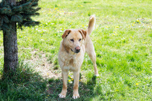 MELF, Hund, Labrador-Mix in Kroatien - Bild 5