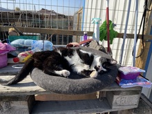 MARY, Katze, Hauskatze in Rumänien - Bild 2