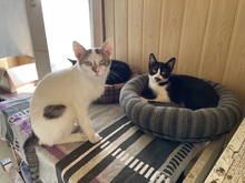 MARY, Katze, Hauskatze in Rumänien - Bild 21