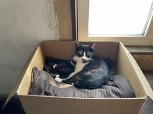 MARY, Katze, Hauskatze in Rumänien - Bild 32