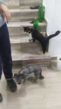 MARY, Katze, Hauskatze in Rumänien - Bild 42
