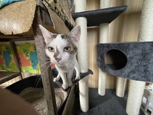 JACKY, Katze, Hauskatze in Rumänien - Bild 10