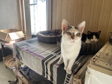 JACKY, Katze, Hauskatze in Rumänien - Bild 11