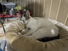 JACKY, Katze, Hauskatze in Rumänien - Bild 18