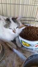 JACKY, Katze, Hauskatze in Rumänien - Bild 19