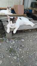 JACKY, Katze, Hauskatze in Rumänien - Bild 21