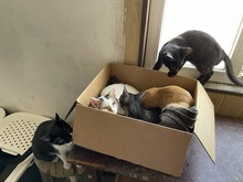 JACKY, Katze, Hauskatze in Rumänien - Bild 22