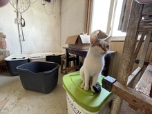 JACKY, Katze, Hauskatze in Rumänien - Bild 29