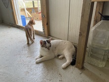 JACKY, Katze, Hauskatze in Rumänien - Bild 4