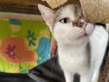 JACKY, Katze, Hauskatze in Rumänien - Bild 8