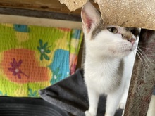 JACKY, Katze, Hauskatze in Rumänien - Bild 9