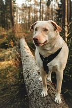 LUMI, Hund, Mischlingshund in Leipzig - Bild 4