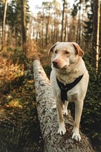 LUMI, Hund, Mischlingshund in Leipzig - Bild 5