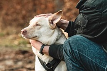 LUMI, Hund, Mischlingshund in Leipzig - Bild 6