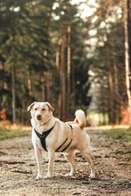 LUMI, Hund, Mischlingshund in Leipzig - Bild 7