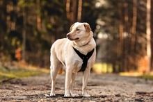 LUMI, Hund, Mischlingshund in Leipzig - Bild 8
