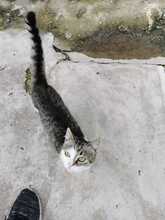 GEORGE, Katze, Hauskatze in Rumänien - Bild 4