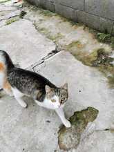 GEORGE, Katze, Hauskatze in Rumänien - Bild 6