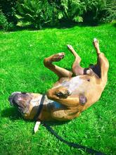 LINK, Hund, Englische Bulldogge-Boxer-Mix in Straelen - Bild 2