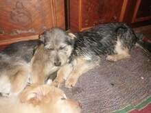 LORNA, Hund, Mischlingshund in Rumänien - Bild 11