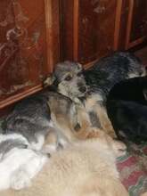 LORNA, Hund, Mischlingshund in Rumänien - Bild 12