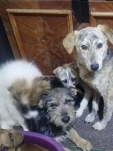 LORNA, Hund, Mischlingshund in Rumänien - Bild 13