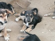 LORNA, Hund, Mischlingshund in Rumänien - Bild 15