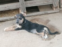 LORNA, Hund, Mischlingshund in Rumänien - Bild 16