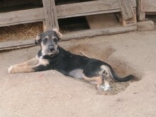 LORNA, Hund, Mischlingshund in Rumänien - Bild 17