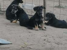 LORNA, Hund, Mischlingshund in Rumänien - Bild 19