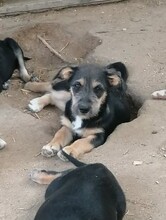 LORNA, Hund, Mischlingshund in Rumänien - Bild 24