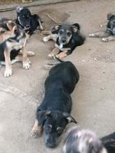LORNA, Hund, Mischlingshund in Rumänien - Bild 25