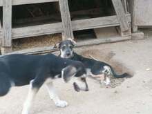 LORNA, Hund, Mischlingshund in Rumänien - Bild 26