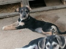 LORNA, Hund, Mischlingshund in Rumänien - Bild 27
