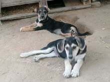 LORNA, Hund, Mischlingshund in Rumänien - Bild 28