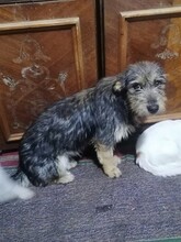 LORNA, Hund, Mischlingshund in Rumänien - Bild 7