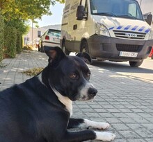 MIA, Hund, American Pit Bull Terrier-Mix in Spanien - Bild 4