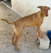 HENRY, Hund, Podenco in Spanien - Bild 3