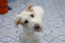 BALI, Hund, Podenco in Spanien - Bild 1