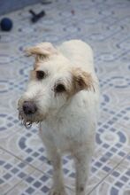 BALI, Hund, Podenco in Spanien - Bild 2