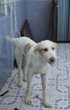 BALI, Hund, Podenco in Spanien - Bild 3