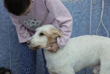 BALI, Hund, Podenco in Spanien - Bild 4