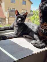 SMOKEY, Katze, Hauskatze in Rumänien - Bild 8