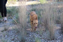 SANTI, Hund, Podenco in Spanien - Bild 10